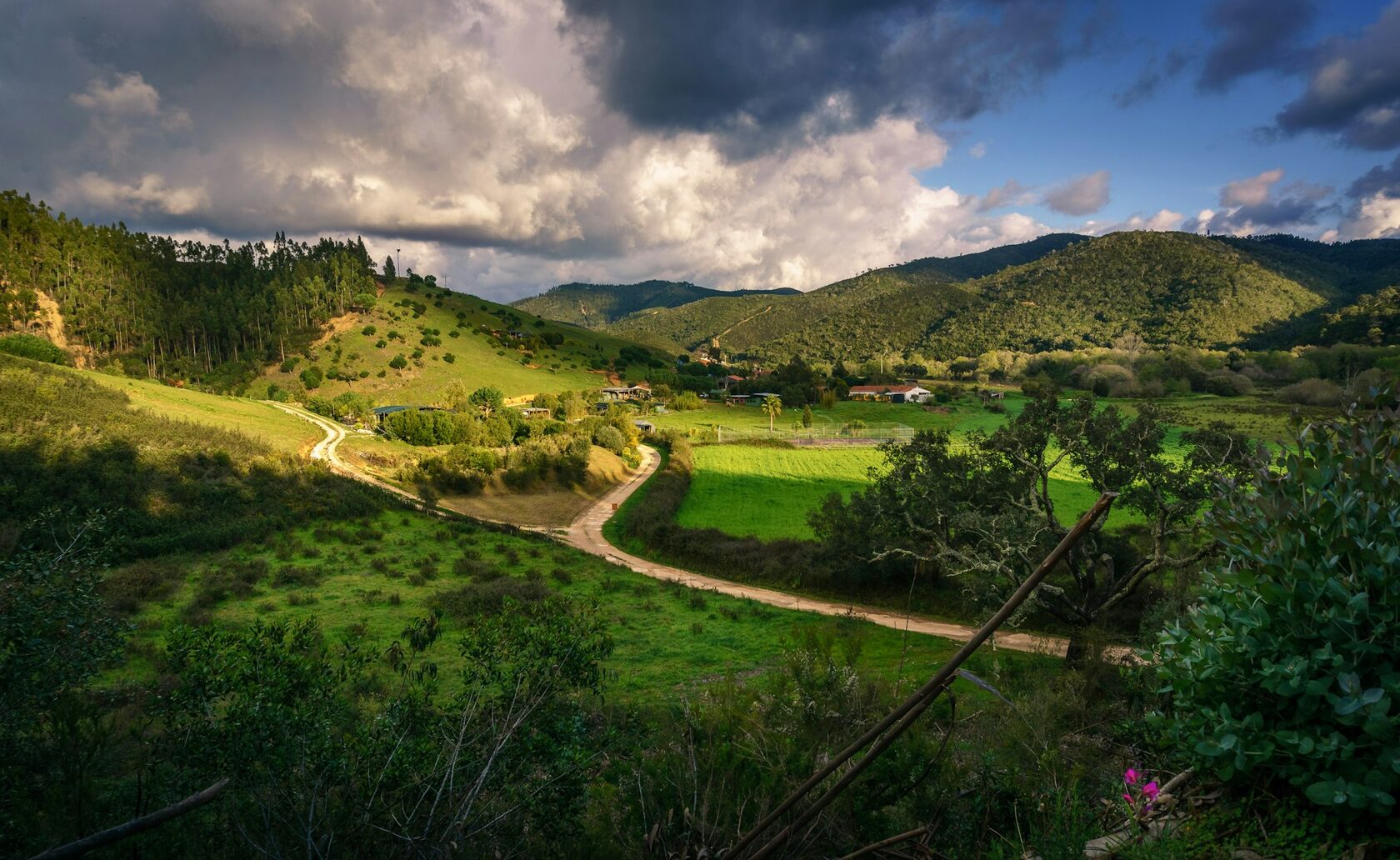 Montado alentejano com sobreiros